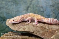 Leopardgecko, Eublepharis Macularius, TREMPER ALBINO MACK SNOW ECLIPSE -Fischbedarf Laden Leopardgecko Eublepharis macularius Tremper Albino Mack Snow Eclipse 13
