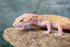 Leopardgecko, Eublepharis Macularius, TREMPER ALBINO MACK SNOW ECLIPSE -Fischbedarf Laden Leopardgecko Eublepharis macularius Tremper Albino Mack Snow Eclipse 18