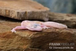 Leopardgecko, Eublepharis Macularius, TREMPER ALBINO MACK SNOW RAPTOR -Fischbedarf Laden Leopardgecko Eublepharis macularius Tremper Albino Mack Snow Raptor 5