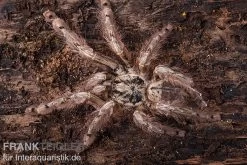 Leopardvogelspinne, Stromatopelma Calceatum XL