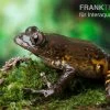 Big-Eye Frog, Leptopilis Spec. Big-Eye Frog
