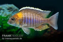 Lethrinops Micrentodon MAKOKOLA, DNZ