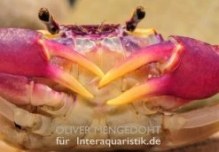 Lila Süßwasserkrabbe, Globithelphusa "indian Lilac" -Fischbedarf Laden Lila Suesswasserkrabbe Globithelphusa indian lilac 1