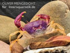 Lila Süßwasserkrabbe, Globithelphusa "indian Lilac" -Fischbedarf Laden Lila Suesswasserkrabbe Globithelphusa indian lilac 3