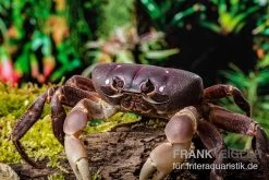 Lila Weihnachtsinselkrabbe, Gecarcoidea Humei, XL -Fischbedarf Laden Lila Weihnachtsinselkrabbe Gecarcoidea humei 1 1