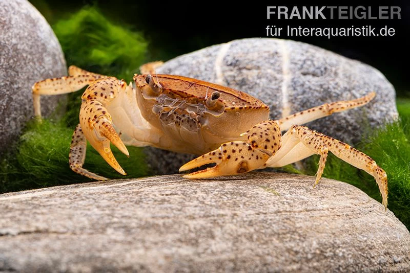 Linsenkrabbe, Parathelphusa Cf. Convexa 3 Linsenkrabbe, Parathelphusa Cf. Convexa