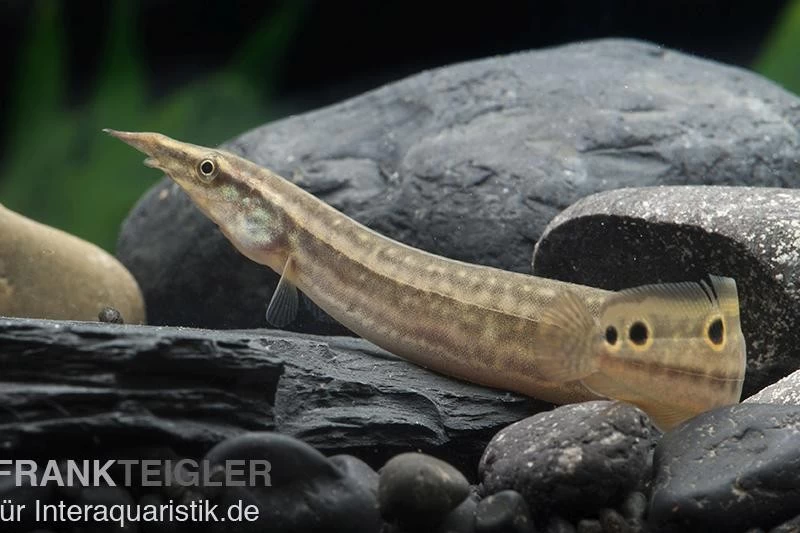 Pfauen-Stachelaal, Macrognathus Siamensis 3 Pfauen-Stachelaal, Macrognathus Siamensis