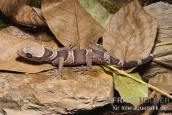 Malayischer Bogenfingergecko, Cyrtodactylus Pulchellus 10 Malayischer Bogenfingergecko, Cyrtodactylus Pulchellus -Fischbedarf Laden Malayischer Bogenfingergecko Cyrtodactylus pulchellus 1