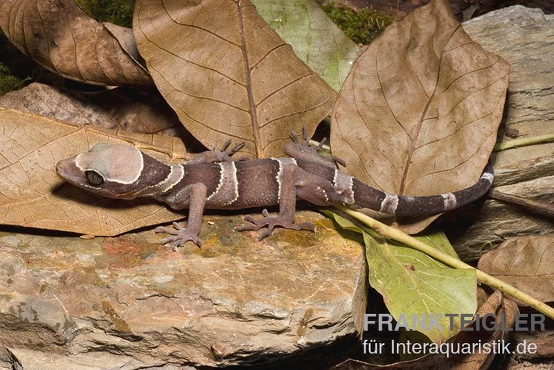 Malayischer Bogenfingergecko, Cyrtodactylus Pulchellus 6 Malayischer Bogenfingergecko, Cyrtodactylus Pulchellus – Bild 4