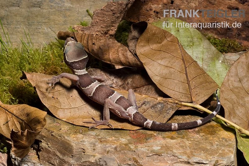 Malayischer Bogenfingergecko, Cyrtodactylus Pulchellus 7 Malayischer Bogenfingergecko, Cyrtodactylus Pulchellus – Bild 5