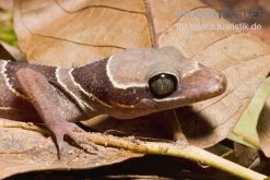 Malayischer Bogenfingergecko, Cyrtodactylus Pulchellus 9 Malayischer Bogenfingergecko, Cyrtodactylus Pulchellus -Fischbedarf Laden Malayischer Bogenfingergecko Cyrtodactylus pulchellus 3