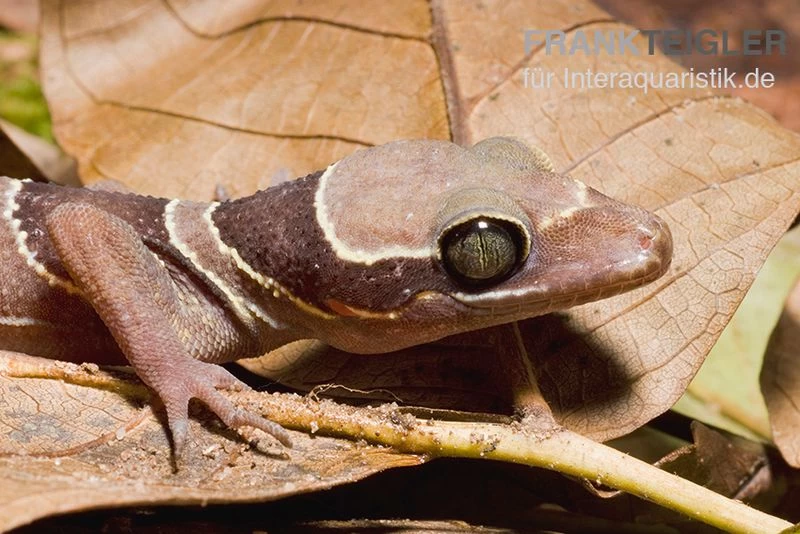 Malayischer Bogenfingergecko, Cyrtodactylus Pulchellus 5 Malayischer Bogenfingergecko, Cyrtodactylus Pulchellus – Bild 3