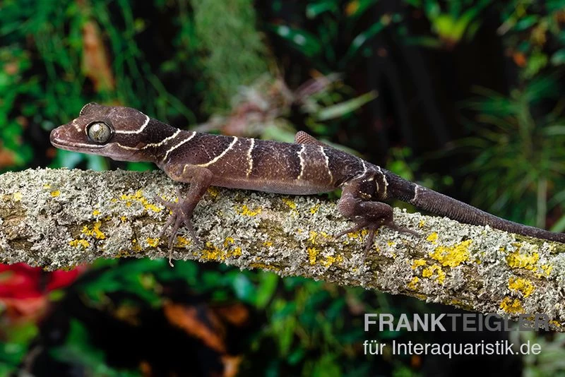 Malayischer Bogenfingergecko, Cyrtodactylus Pulchellus 3 Malayischer Bogenfingergecko, Cyrtodactylus Pulchellus