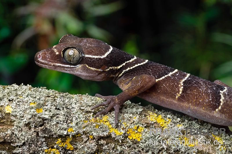 Malayischer Bogenfingergecko, Cyrtodactylus Pulchellus 4 Malayischer Bogenfingergecko, Cyrtodactylus Pulchellus – Bild 2
