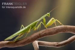 Afrikanische Gottesanbeterin Im Mix, Sphodromantis Spec. -Fischbedarf Laden Mantis 1