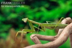 Afrikanische Gottesanbeterin Im Mix, Sphodromantis Spec. -Fischbedarf Laden Mantis 4 20