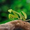 Afrikanische Gottesanbeterin Im Mix, Sphodromantis Spec. -Fischbedarf Laden Mantis 5 1