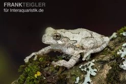 Marmorierter Laubfrosch, Hyla Marmorata -Fischbedarf Laden Marmorierter Laubfrosch Hyla marmorata 3