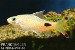 Maskarabarbe, Dawkinsia Assimilis