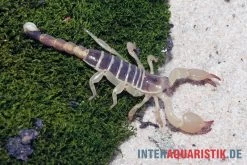 Maurischer Skorpion, Scorpio Maurus -Fischbedarf Laden Maurischer Skorpion Scorpio maurus 3