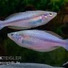 Mayland`s Regenbogenfisch, Melanotaenia Maylandi, 5 Tiere 2 Mayland`s Regenbogenfisch, Melanotaenia Maylandi, 5 Tiere -Fischbedarf Laden Mayland s Regenbogenfisch Melanotaenia maylandi