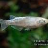 Medaka Linguang, Oryzias Latipes 2 Medaka Linguang, Oryzias Latipes -Fischbedarf Laden Medaka Linguang Oryzias latipes 1