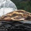 Schneckendornwels, Megalodoras Irwini (Megalodoras Uranoscopus) -Fischbedarf Laden Megalodoruas irwini 13