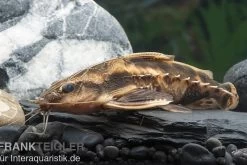 Schneckendornwels, Megalodoras Irwini (Megalodoras Uranoscopus)