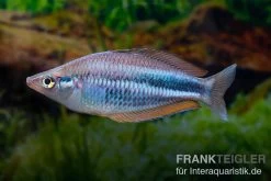 Dansari-River-Regenbogenfisch, Melanotaenia Affinis "Dansari River", 5 Tiere -Fischbedarf Laden Melanotaenia affinis Dansari River 12