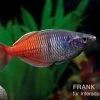 Boesemans Regenbogenfisch Rot, Melanotaenia Boesemani RED, DNZ