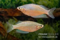 Rawa-Biru-Regenbogenfisch, Melanotaenia Cf. Splendida Rubrostriata "Rawa Biru" , 5 Tiere -Fischbedarf Laden Melanotaenia cf splendida rubrostriata Rawa Biru 17