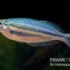 Hapgood-River-Regenbogenfisch, Melanotaenia Trifasciata "Hapgood River" 5 Tiere -Fischbedarf Laden Melanotaenia trifasciata Hapgood River 38