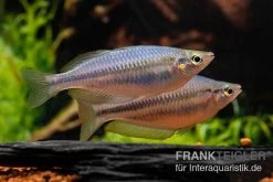 Hapgood-River-Regenbogenfisch, Melanotaenia Trifasciata "Hapgood River" 5 Tiere -Fischbedarf Laden Melanotaenia trifasciata Hapgood River 5