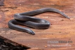 Meleagris-Schlange, Prosymna Meleagris