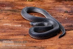 Meleagris-Schlange, Prosymna Meleagris -Fischbedarf Laden Meleagris Schlange Prosymna meleagris 03