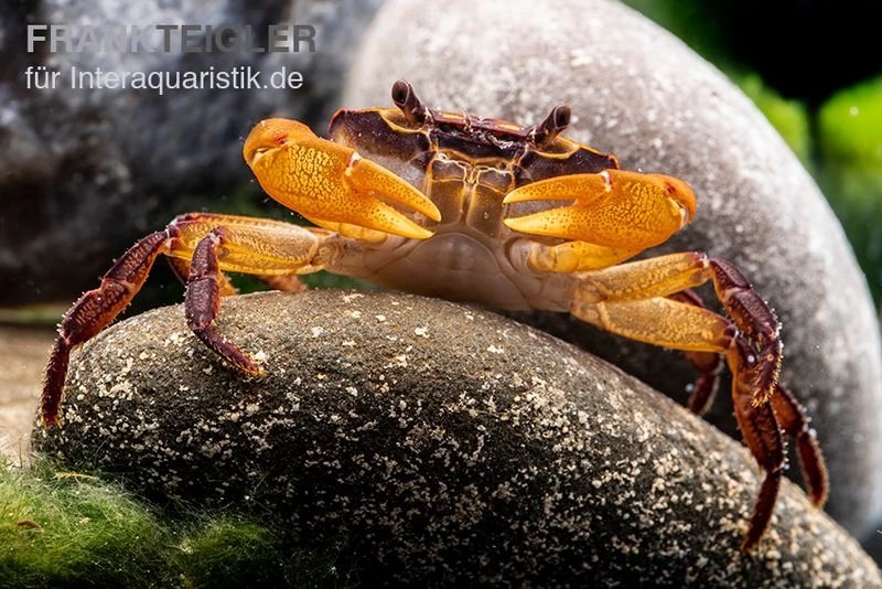 Melonenkrabbe, Thaksinthelphusa Yongchindaratae 3 Melonenkrabbe, Thaksinthelphusa Yongchindaratae