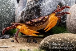 Melonenkrabbe, Thaksinthelphusa Yongchindaratae 11 Melonenkrabbe, Thaksinthelphusa Yongchindaratae -Fischbedarf Laden Melonenkrabbe Thaksinthelphusa yongchindaratae 3