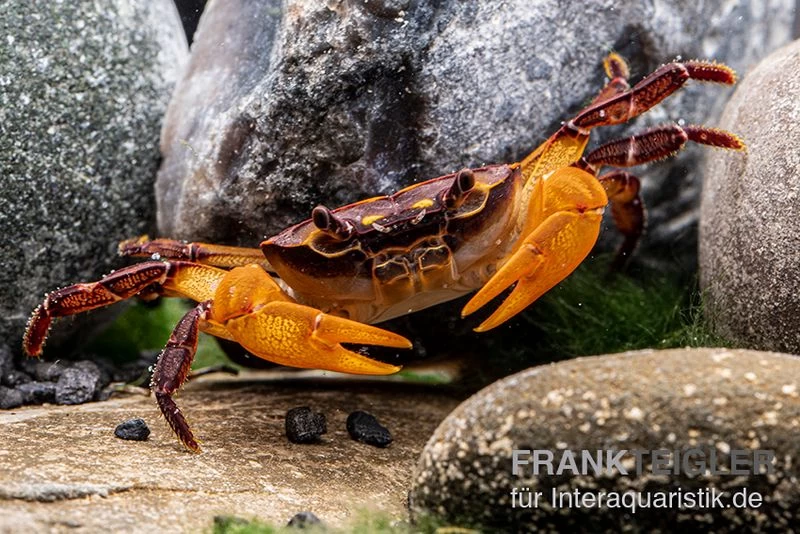 Melonenkrabbe, Thaksinthelphusa Yongchindaratae 5 Melonenkrabbe, Thaksinthelphusa Yongchindaratae – Bild 3