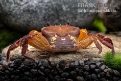 Melonenkrabbe, Thaksinthelphusa Yongchindaratae 14 Melonenkrabbe, Thaksinthelphusa Yongchindaratae -Fischbedarf Laden Melonenkrabbe Thaksinthelphusa yongchindaratae 6