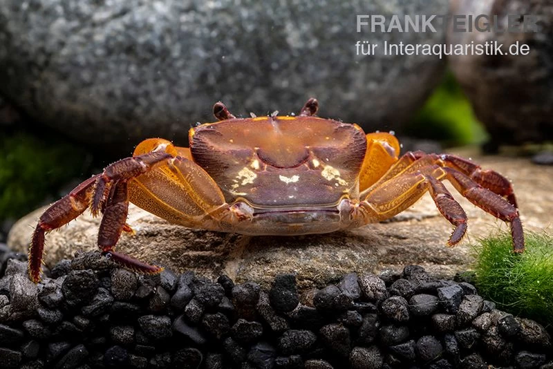 Melonenkrabbe, Thaksinthelphusa Yongchindaratae 8 Melonenkrabbe, Thaksinthelphusa Yongchindaratae – Bild 6