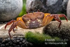 Melonenkrabbe, Thaksinthelphusa Yongchindaratae 15 Melonenkrabbe, Thaksinthelphusa Yongchindaratae -Fischbedarf Laden Melonenkrabbe Thaksinthelphusa yongchindaratae 7