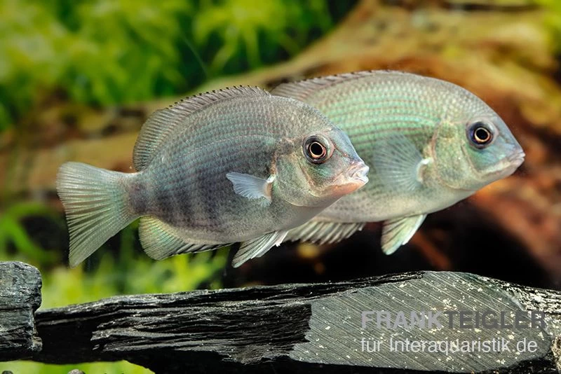 Menarambo-Buntbarsch, Paretroplus Menarambo 4 Menarambo-Buntbarsch, Paretroplus Menarambo – Bild 2
