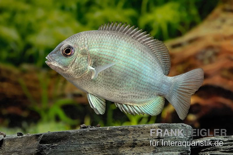 Menarambo-Buntbarsch, Paretroplus Menarambo 3 Menarambo-Buntbarsch, Paretroplus Menarambo