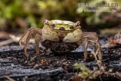 Smaragdkrabbe, Metasesarma Spec. "Green Emerald" (Emerald Crab) -Fischbedarf Laden Metasesarma spec Green Emerald 4