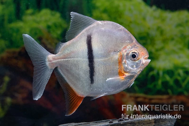 Schwarzband-Mühlsteinsalmler, Myleus Schomburgkii (Variante 2) SCHMALER STREIFEN 3 Schwarzband-Mühlsteinsalmler, Myleus Schomburgkii (Variante 2) SCHMALER STREIFEN