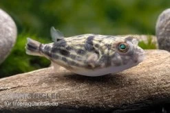 Nilkugelfisch, Tetraodon Fahaka (lineatus) 13 Nilkugelfisch, Tetraodon Fahaka (lineatus) -Fischbedarf Laden Nilkugelfisch Tetraodon fahaka lineatus 1