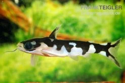 Ninja-Tatia, Tatia Musaica -Fischbedarf Laden Ninja Tatia Tatia musaica2