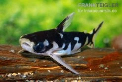 Ninja-Tatia, Tatia Musaica -Fischbedarf Laden Ninja Tatia Tatia musaica3