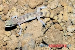 Nördlicher Sandgecko, Tropiocolotes Tripolitanus -Fischbedarf Laden Noerdlicher Sandgecko Tropiocolotes tripolitanus 3