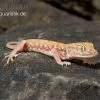 Nordafrikanischer Dünnfingergecko, Stenodactylus Petrii -Fischbedarf Laden Nordafrikanischer Duennfingergecko Stenodactylus petrii 1